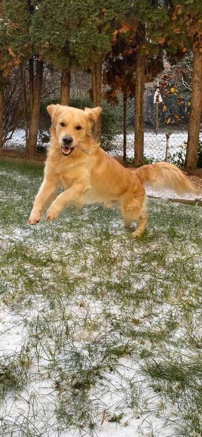 Wo sind die Golden Retriever Liebhaber?-Beitrag-Bild