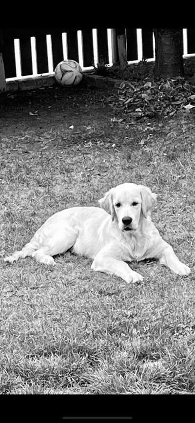 Wo sind die Golden Retriever Liebhaber?-Beitrag-Bild