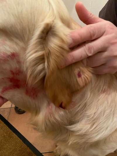 Wo sind die Golden Retriever Liebhaber?-Beitrag-Bild