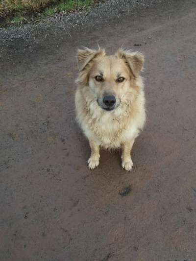 Club der Rumänen (Alle Hunde aus dem rumänischen Tierschutz, wo seid Ihr?)-Beitrag-Bild