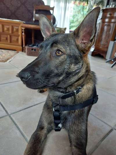 Hundetreffen-Bocklemünd - sanftes Gassidate für verprügelten JungRüden-Bild