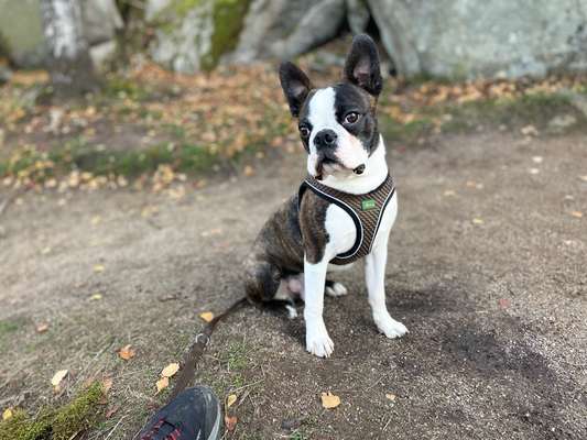 Wo sind hier die Boston Terrier?-Beitrag-Bild