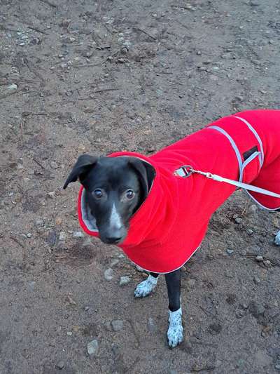 Windhunde - Treffen der besonderen Schönheiten
HERZLICH WILLKOMMEN-Beitrag-Bild