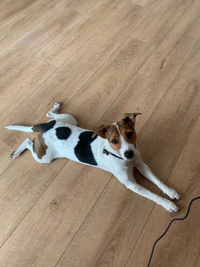 Dansky (Dansk-Svensk Gårdshund)-Beitrag-Bild