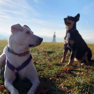 Hundetreffen-Spielen und Toben 🐶🙂-Bild