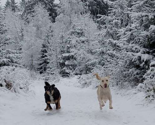 Fotochallenge 66 ~ Rennaction -Zeig deinen Hund im Lauf-Beitrag-Bild