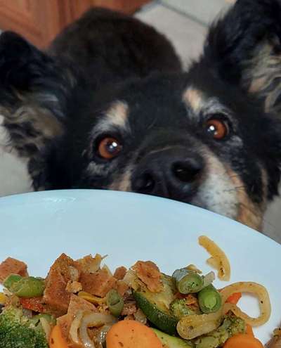 Dogorama Photo Challenge - Hundeblick zum hinschmelzen-Beitrag-Bild