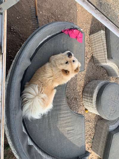 Chow Chows?-Beitrag-Bild