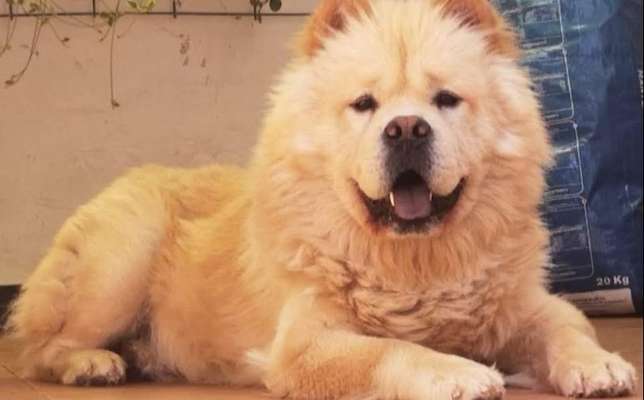 Chow Chows?-Beitrag-Bild