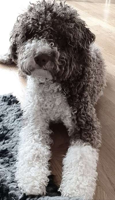 Lagotto Romagnolo Besitzer-Beitrag-Bild
