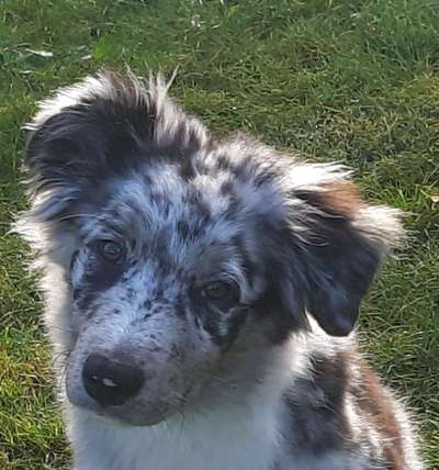 Dackelblick-Beitrag-Bild