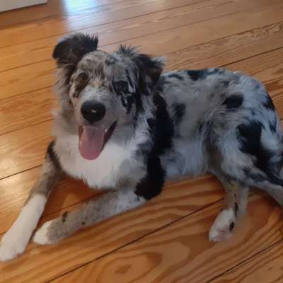 Fotochallenge Nr. 59 - Mein Hund zeigt die Zunge-Beitrag-Bild