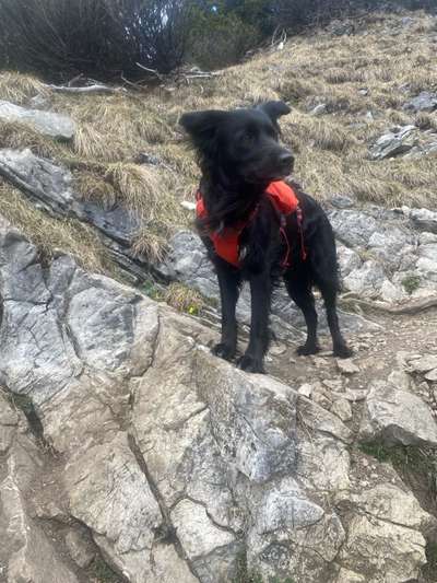 aktuelles Foto Gruppe gemeinsam Wandern mit Hund - Werdenfelser Land (Mittenwald, Garmisch-Partenkirchen, Ehrwald)