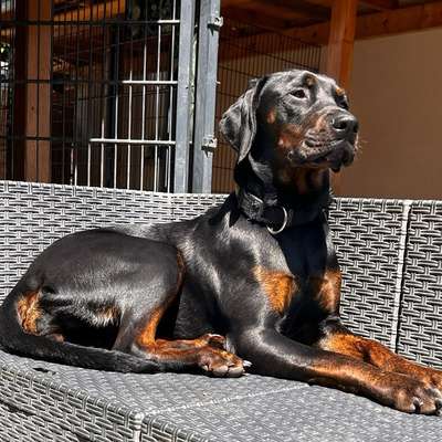 Hundetreffen-Spielrunden für aktive Hündin gesucht