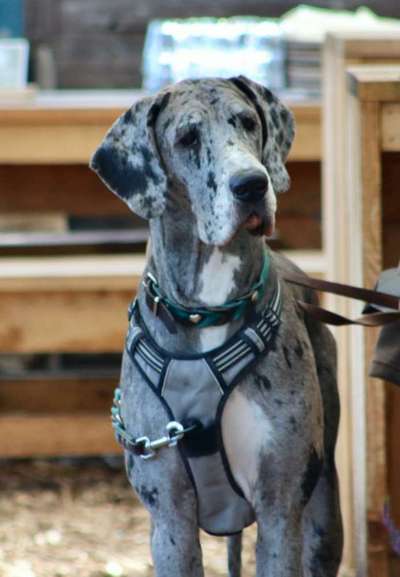 Deutsche Doggen Besitzer zeigt euch-Beitrag-Bild