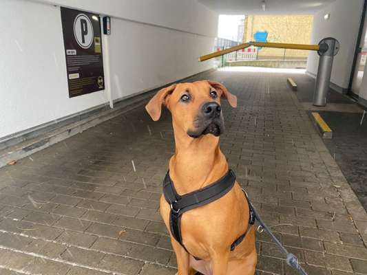 Zeigt her eure Junghunde :)-Beitrag-Bild