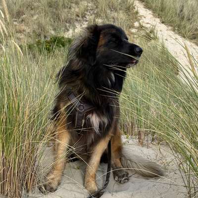 Hundetreffen-🐾 Leonberger sucht Weggefährten – Leinenrunde mit Option auf Spielspaß 🐾  Mein Leonberger 🦁 (groß-Bild