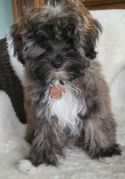 Mischlinge raten - Rätselspaß-Beitrag-Bild