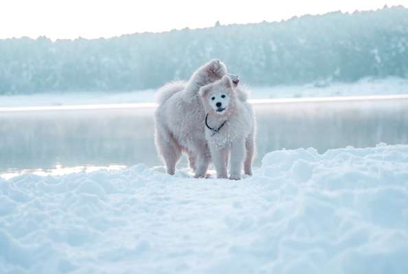 Dogorama Photo Challenge - Portrait-Beitrag-Bild