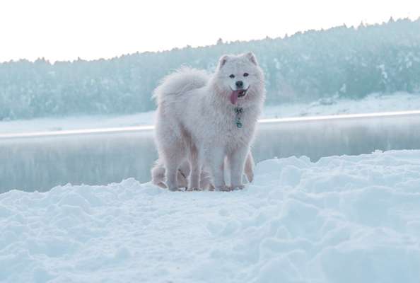 Dogorama Photo Challenge - Portrait-Beitrag-Bild