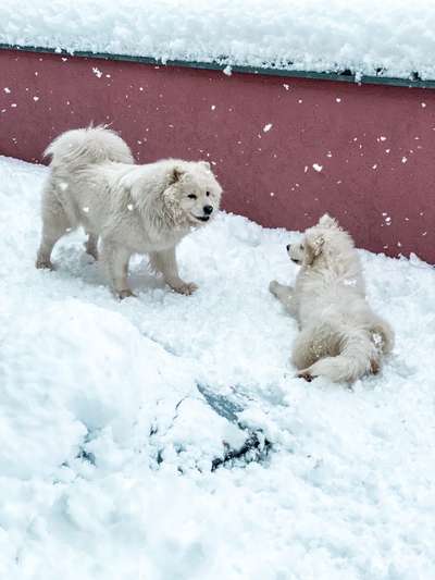 Samojede-Beitrag-Bild