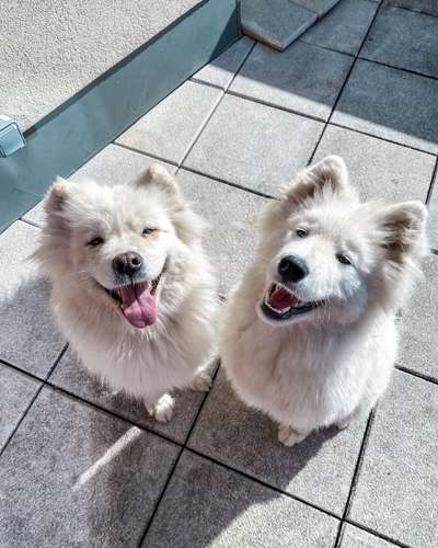 Dogorama Photo Challenge - Einmal lächeln bitte-Beitrag-Bild