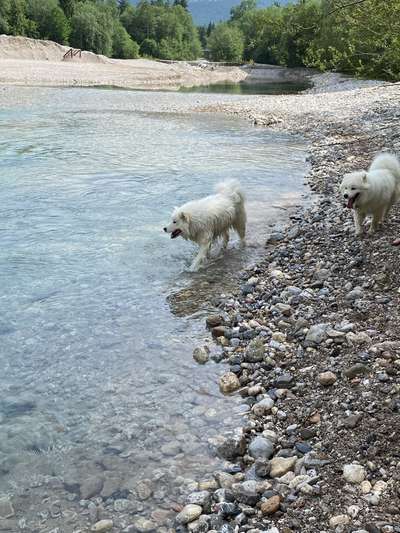 Samojede-Beitrag-Bild