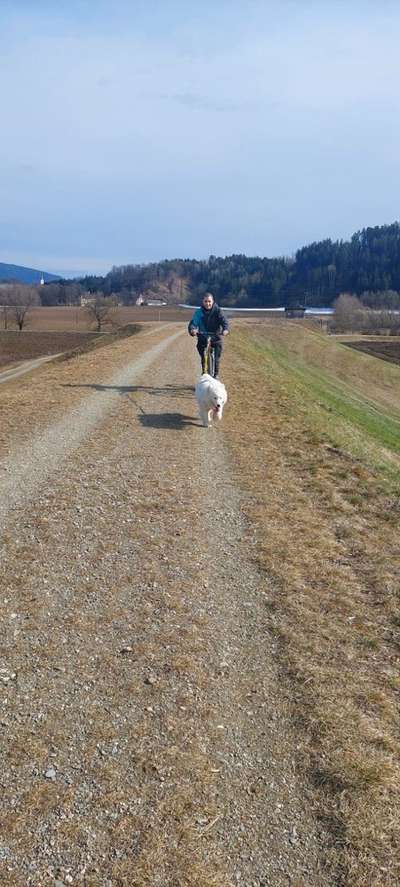 Samojede-Beitrag-Bild