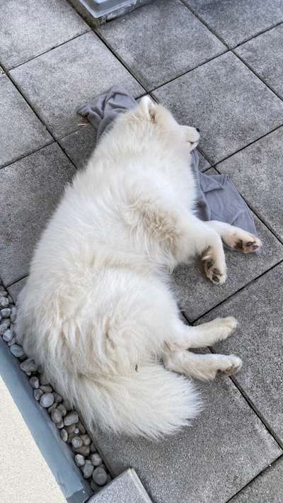 Samojede-Beitrag-Bild