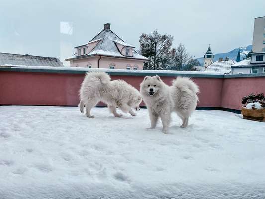 Samojede-Beitrag-Bild