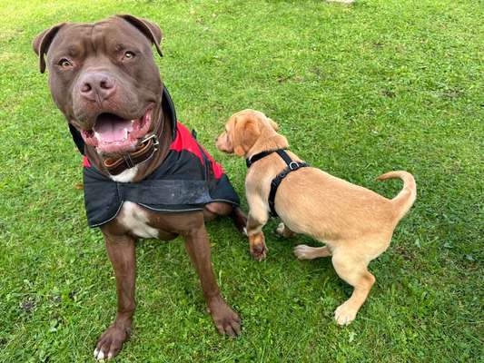 Hundetreffen-Bueno sucht nh Freund  zum toben laufen auspowern-Bild