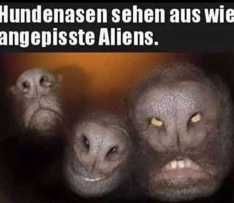 Hunde Memes-Beitrag-Bild