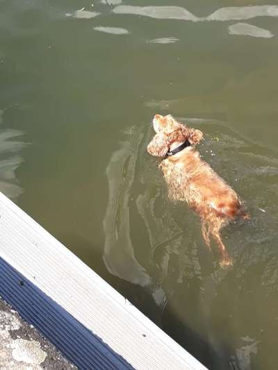 Hundeschwimmen-Beitrag-Bild