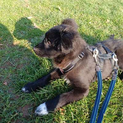 Hundetreffen-Kleine Gassirunden-Bild