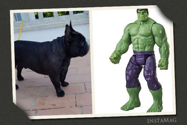 Wie heißt dein Hund?-Beitrag-Bild