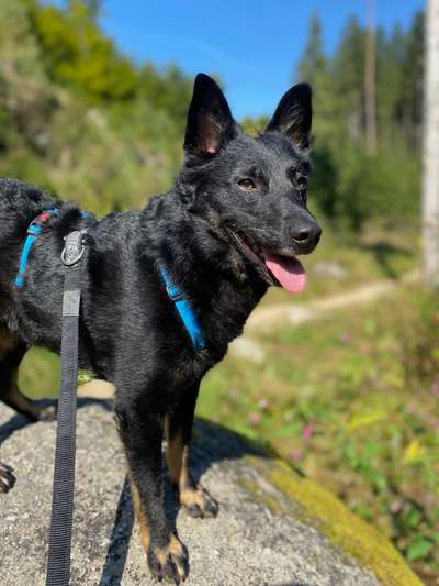 Die Dogorama Kalender Challenge Titelbild-Beitrag-Bild