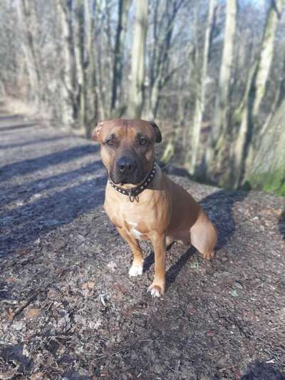 Hundetreffen-Spazieren in Elversberg-Bild