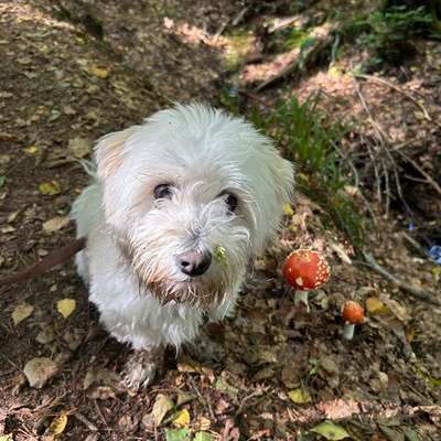 Hundetreffen-Spaziergehfreund*in für Eddy-Bild