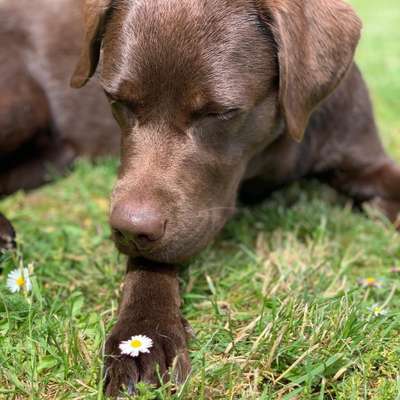 Die Dogorama Kalender Challenge 4/4-Beitrag-Bild