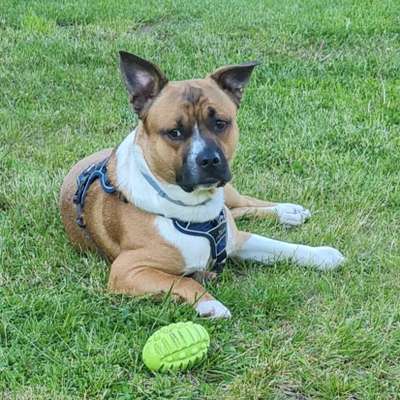 Die Dogorama Monats Challenge "Es grünt und blüht"-Beitrag-Bild