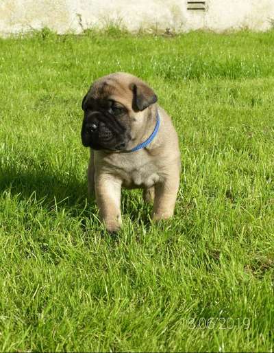 Welpen Bilder !-Beitrag-Bild