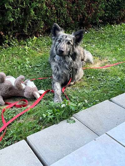 Hundetreffen-Spielrunde für schnelle Hunde-Bild