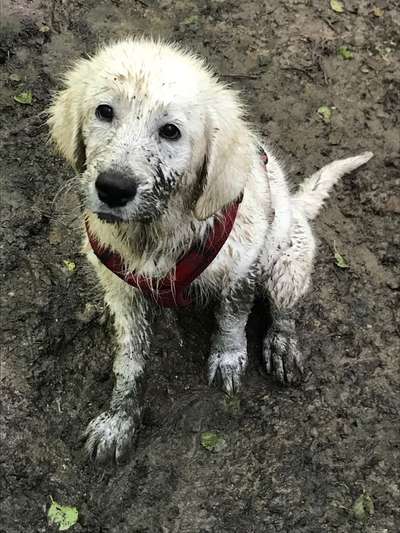 Welpen Bilder !-Beitrag-Bild