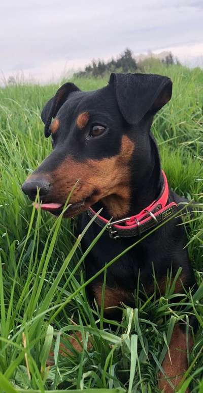 Tongue Out Tuesday-Beitrag-Bild