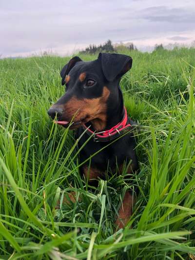 Die Dogorama Monats Challenge "Es grünt und blüht"-Beitrag-Bild