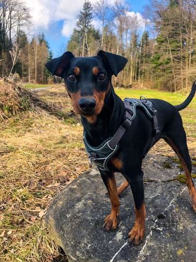 Liebhaber des Deutschen Pinscher gesucht.-Beitrag-Bild