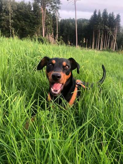Liebhaber des Deutschen Pinscher gesucht.-Beitrag-Bild