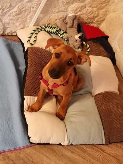 Welpen Bilder !-Beitrag-Bild