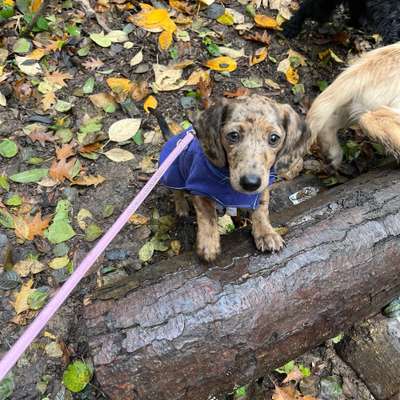 Hundetreffen-Welpentreffen-Bild