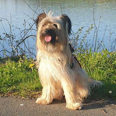 Hundetreffen-Mantrailing in Dortelweil